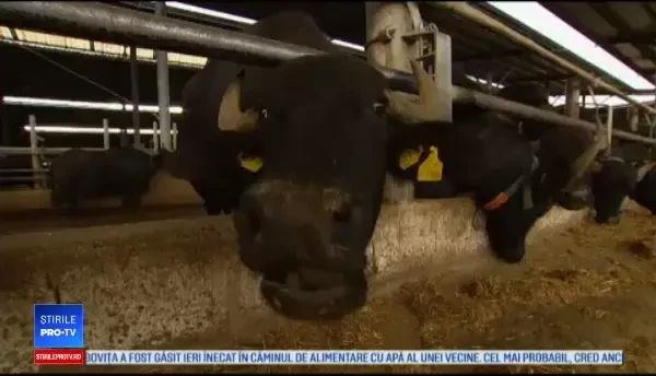 Ferma ideală pentru bivolițe. Animalele ascultă Mozart și au scărpinatoare automate