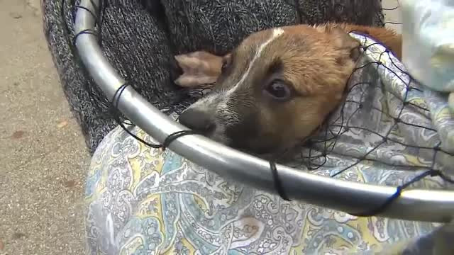 Eroii cartierului. Doi tineri au salvat doi căței dintr-un canal, după ce pompierii au renunțat