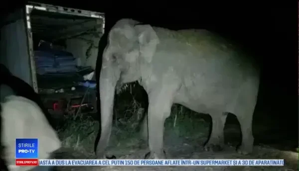 Un elefant a evadat după ce a văzut că îngrijitorul a uitat să apese un buton