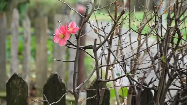 Plantele reînfloresc datorită vremii neobișnuit de calde din această perioadă