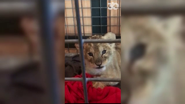 Descoperire surprinzătoare într-o mașină de lux, pe Champs-Elysees. Polițiștii spun că e o moda