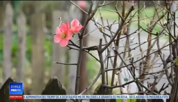 Plantele reînfloresc datorită vremii neobișnuit de calde din această perioadă