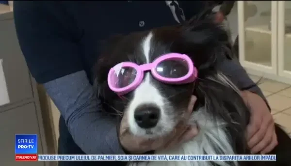 Ochelari pentru câini prescriși în Germania. ”"Piper are miopie. Are dioptrii de minus 3,5”