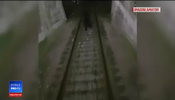 Mecanic de locomotivă devenit erou. Ce a făcut când 2 urși au apărut în fața trenului