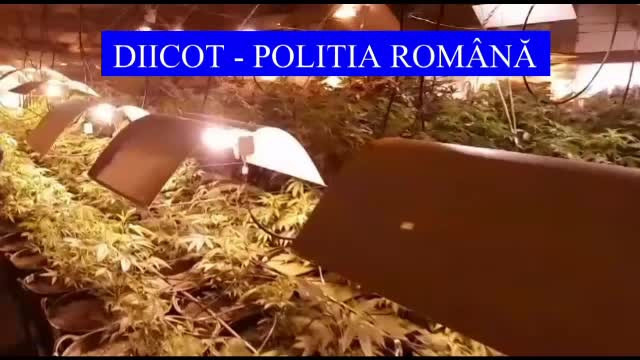 Bucureștiul, piața de desfacere pentru canabis a unor traficanți de droguri