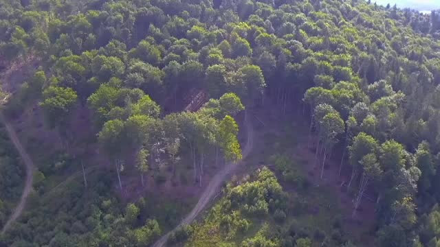 Cancerul castanilor a fost tratat, iar acum cultivatorii visează iar la profituri record