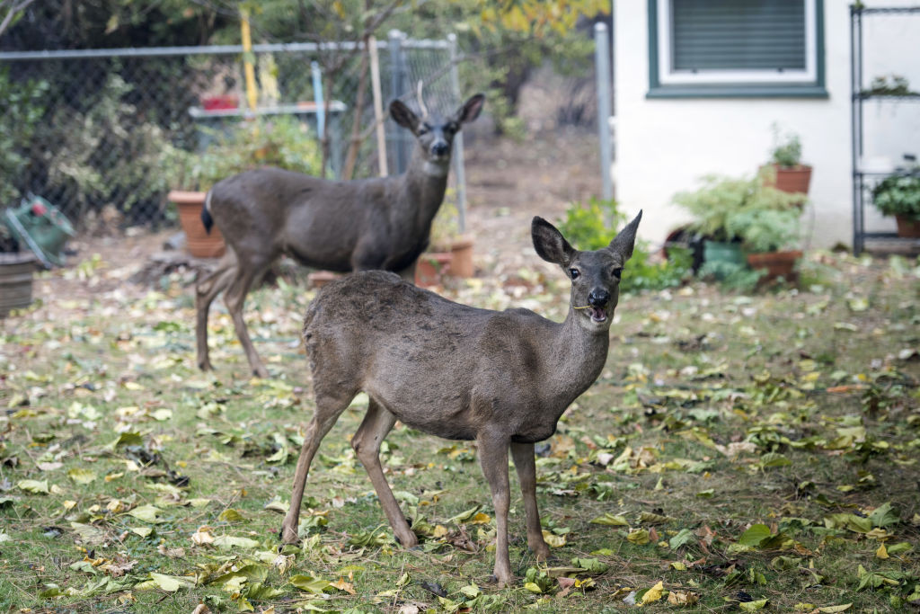 Tot statul California a devenit un uriaş focar de incendiu. Focul s-ar putea extinde în tot vestul SUA