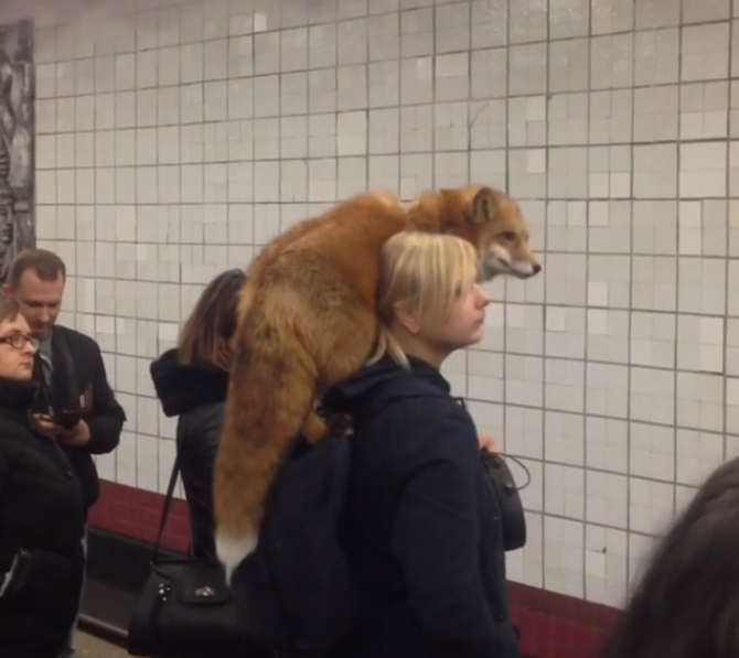 Apariție bizară la metrou. Femeie, surprinsă cu vulpea pe umăr. VIDEO