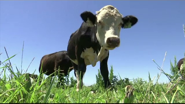 Motivul pentru care cercetătorii au modificat ADN-ul vacilor