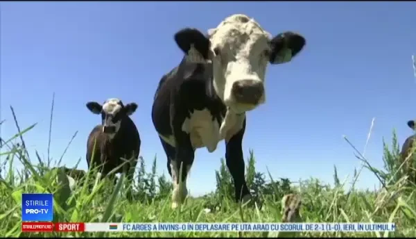 Motivul pentru care cercetătorii au modificat ADN-ul vacilor