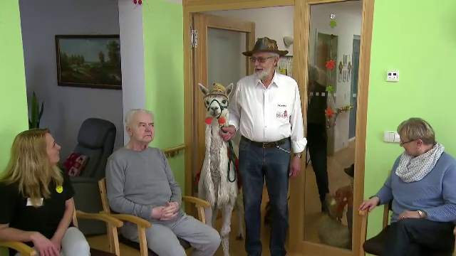 O alpaca, oaspete de onoare la un azil: „Oamenii zâmbesc cu gura până la urechi”
