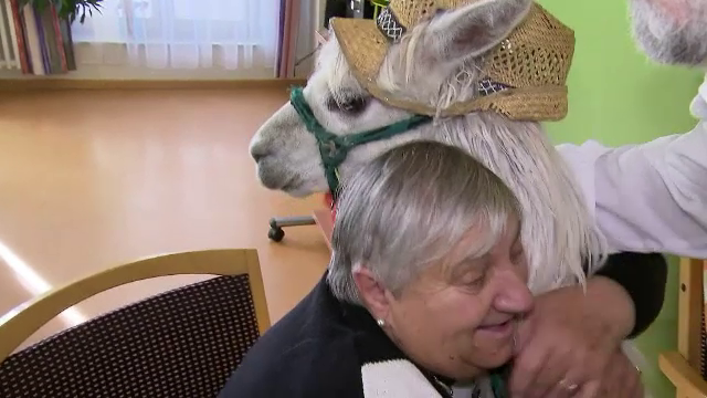 Alpaca la azil