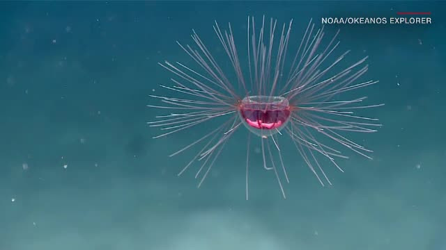 Creatură misterioasă, găsită în Oceanul Atlantic. Ce este de fapt