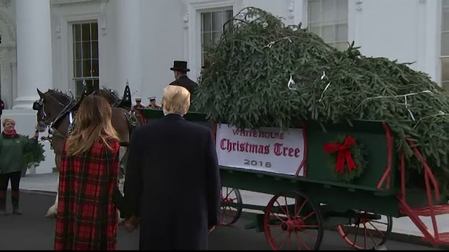 Bradul de Crăciun al Casei Albe, adus cu trăsura de la sute de kilometri depărtare