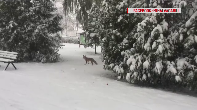Cum a fost observată o vulpe, în centrul Brașovului. Explicația autorităților