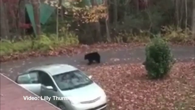 O ursoaică şi puii ei şi-au luat singuri, în avans, desertul de Ziua Recunoștinței. Cum au fost filmați