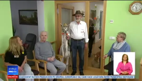 O alpaca, oaspete de onoare la un azil: „Oamenii zâmbesc cu gura până la urechi”