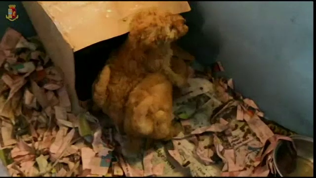 Căței din estul Europei, vânduți ilegal pe piața neagră. De unde provin traficanții