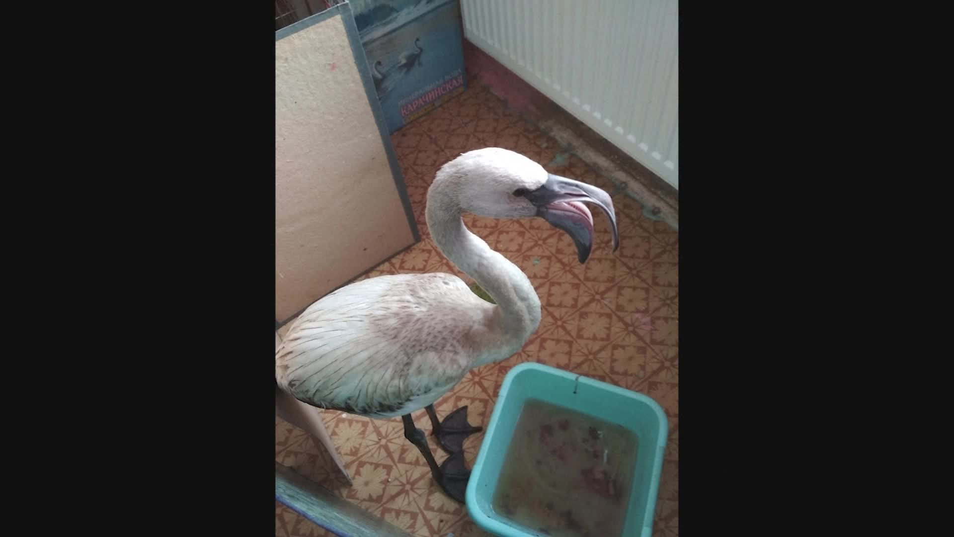 O femeie din Siberia s-a trezit cu un flamingo îngheţat pe maşină. De ce e alb şi nu roz