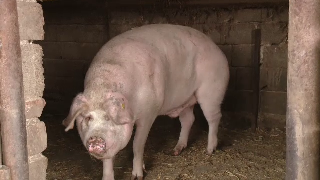 Porcul de Crăciun, mai scump cu 20% față de anul trecut. "Lumea e speriată”