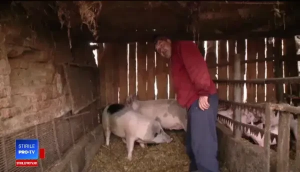 Porcul de Crăciun, mai scump cu 20% față de anul trecut. "Lumea e speriată”