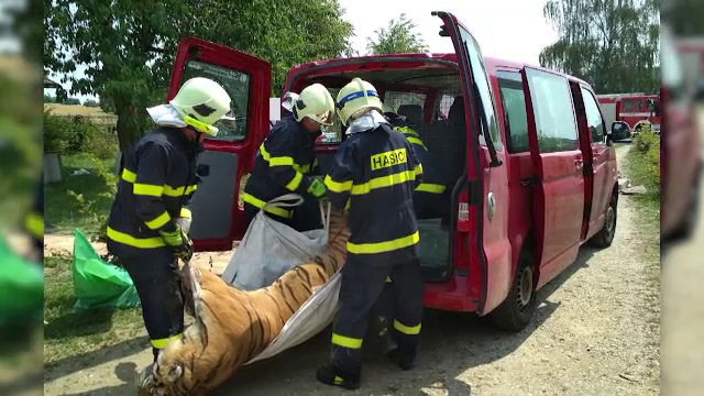 Doi tigri au scăpat de la un ZOO din Indonezia. Un angajat a fost sfâşiat mortal