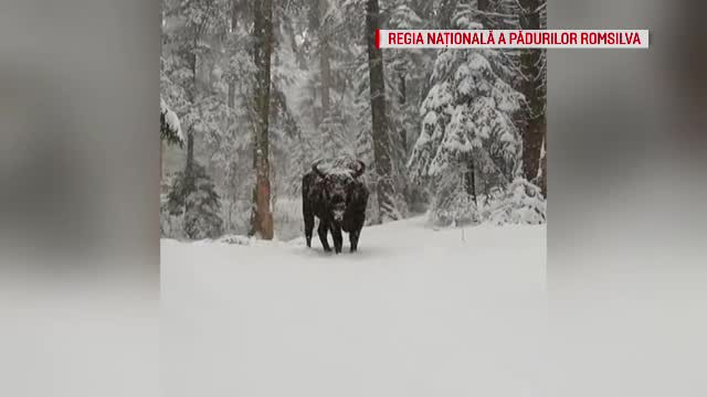 Imaginile cu un zimbru filmate în parcul Vânători Neamț