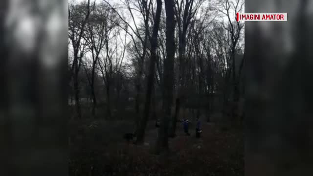 Pădurea considerată un Triunghi al Bermudelor din România este pusă la pământ. ”E un dezastru”