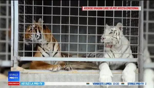 Tigri crescuți ilegal pentru blană și carne, într-o importantă capitală din Europa