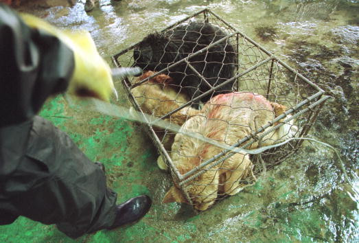 coreea de sud, caini - 3