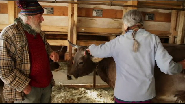 Referendum pentru demnitatea vitelor în Elveția. "Când le sunt tăiate coarnele sunt triste"