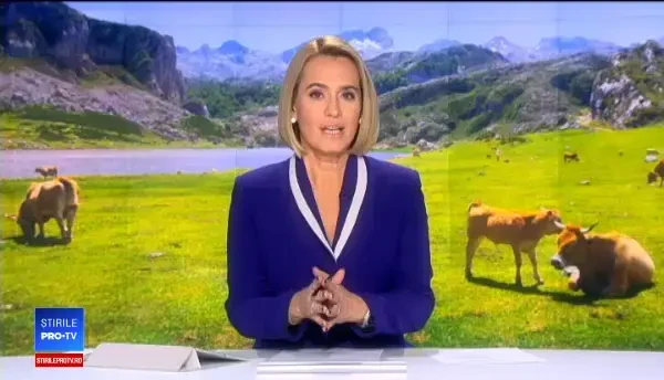 Referendum pentru demnitatea vitelor în Elveția. "Când le sunt tăiate coarnele sunt triste"