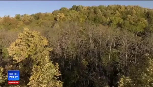 Cancerul castanilor a fost tratat, iar acum cultivatorii visează iar la profituri record