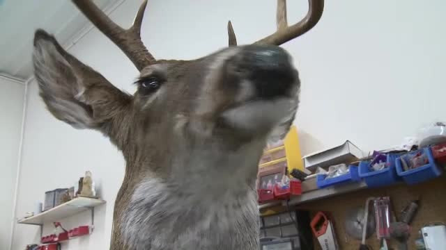 În SUA și Canada au apărut căprioarele electronice. La ce sunt folosite