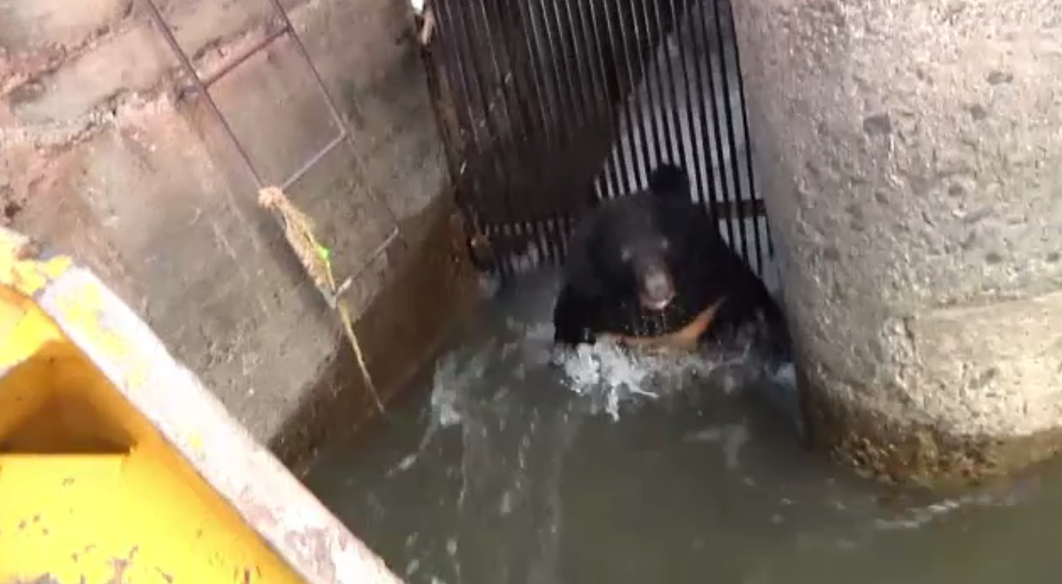 Cum a fost salvat un urs rămas blocat într-o gură de canal