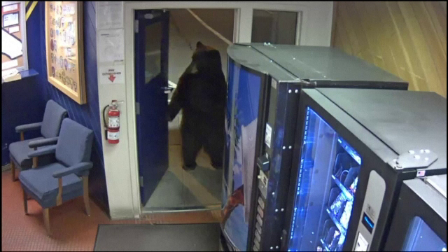 Un urs, musafir nepoftit într-o secție de poliție. Reacția unui ofițer