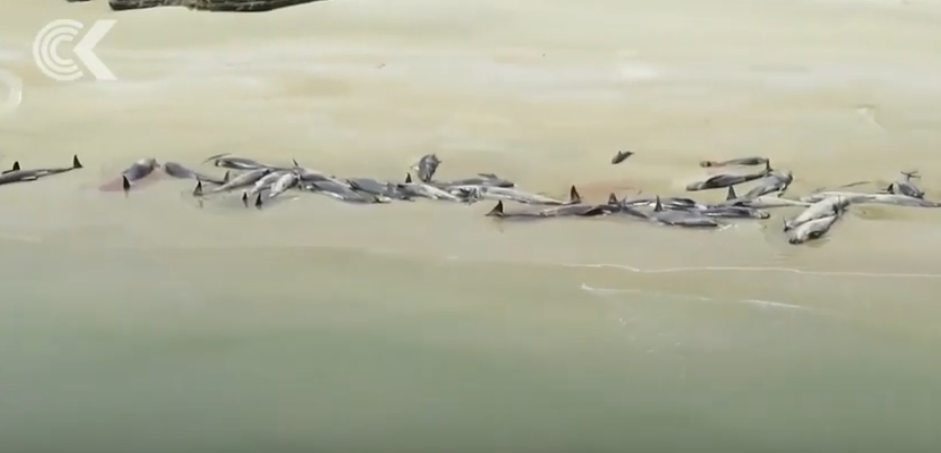 Zeci de balene moarte descoperite pe o plajă din Noua Zeelandă. Anunțul făcut de autorități