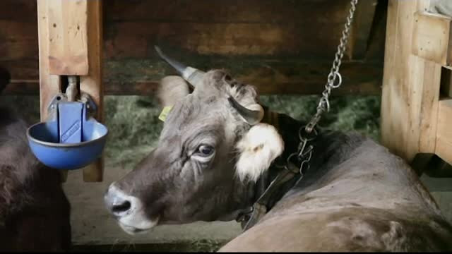 Elvețienii au decis prin vot să taie în continuare coarnele vacilor și caprelor