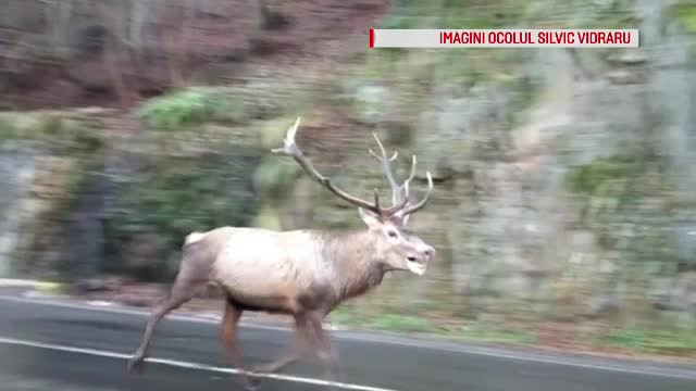 Un cerb epuizat și încolțit de o haită de câini sălbatici, surprins pe Transfăgărășan