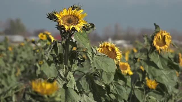 Floarea soarelui a înflorit în noiembrie pe un câmp din România. Explicaţia specialiştilor