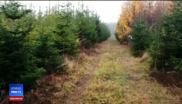 Marile magazine au adus brazi pentru sărbători. Cât costă un brad ca în filme