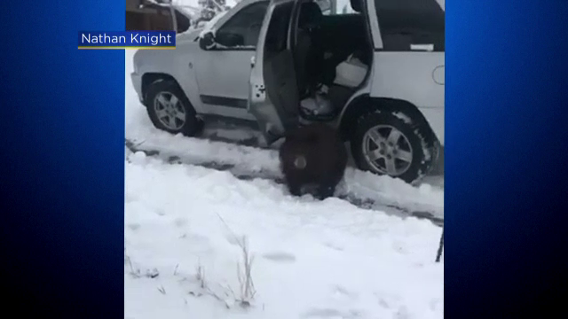 Urșii din Colorado au învățat să deschidă mașinile, în căutare de mâncare