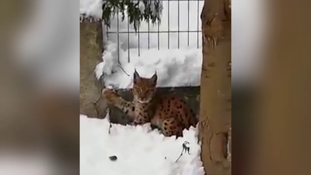 Imagini rare, cu un pui de râs, la Târgu Ocna. Mica felină se rătăcise printre troiene