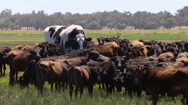 Boul care a scăpat de abator datorită dimensiunilor sale