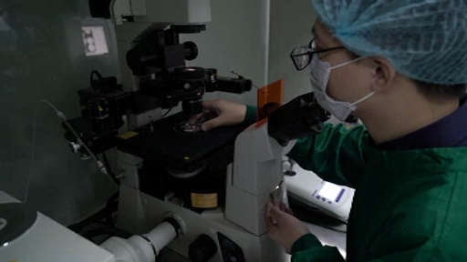 china bebelusi genetic