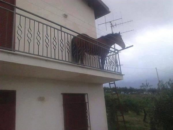ERATA. Fotografia calului aflat în balcon a fost făcută, de fapt, în Italia