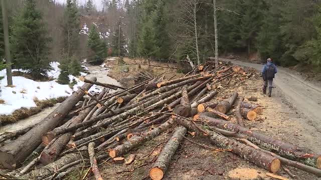 Datele privind starea pădurilor din România ar arăta o catastrofă. Guvernul, acuzat că ține ascunse informațiile