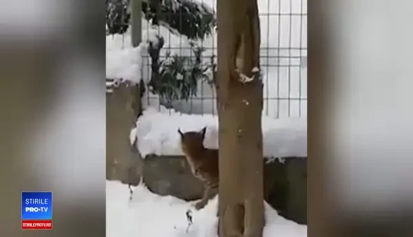 Imagini rare, cu un pui de râs, la Târgu Ocna. Mica felină se rătăcise printre troiene