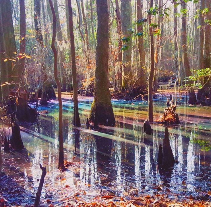 Mlastina Curcubeu SUA - 3