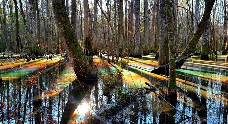 Mlastina Curcubeu SUA - 4